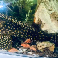 لجن خوار آکواریوم|ماهی|رشت, سلیمانداراب|دیوار