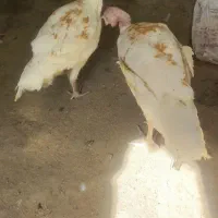 دو عدد بوقلمون نر و ماده یکساله به فروش می رسد