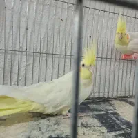 جفت عروس هلندی