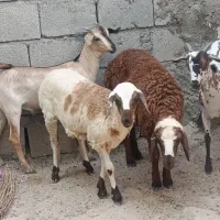 دو عدد بره ماده مخصوص داشت