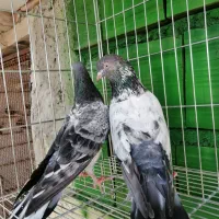 کبوتر کمانگر|پرنده|میناب, |دیوار