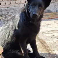 ژرمن بلک|سگ|صباشهر, |دیوار