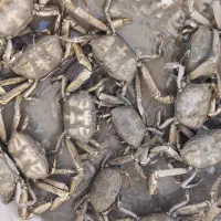 کرنجال تازه