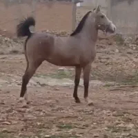 کره اسب ماده‌‌‌‌.