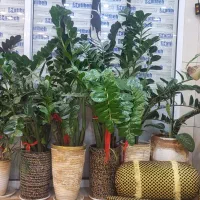 گیاه زاموفلیا. سانسوریا. دیفن