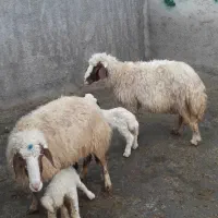 رومشکان طایفه سوری ۴۵میلیون