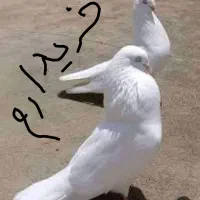 کبوتر تهرانی چش و نوک