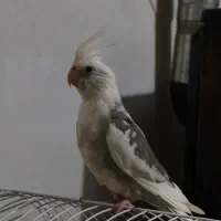 عروس هلندی کاملا اهلی اواز خان