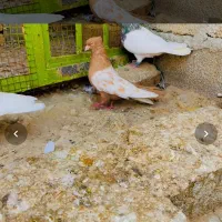 دمی  زاغ سینه ای|پرنده|لامرد, |دیوار