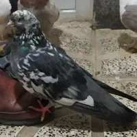 کبوتر|حیوانات|همدان, |دیوار