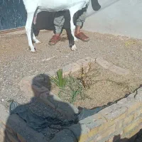 بزهای وارداتی پاکستانی اصیل چند قلو زا|حیوانات مزرعه|پائین جام, |دیوار