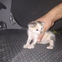 واگذاری رایگان گربه به همراه بچه