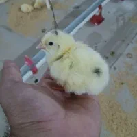 جوجه یکروزه