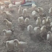 جوجه مرغ و خروس گوشتی