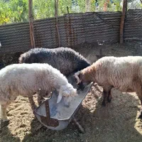 بره نر و قوچ|حیوانات مزرعه|شیراز, محمدیه|دیوار