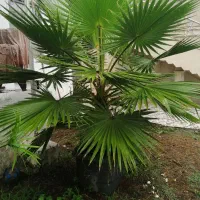 درخت نخل واشنگتن