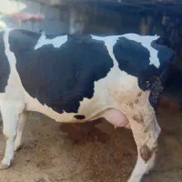 گاو سیمینتال|حیوانات مزرعه|سراب میمه, |دیوار