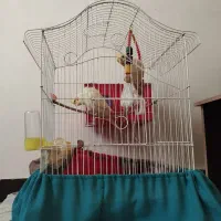 عروس هلندی نر و ماده|پرنده|شفت, |دیوار