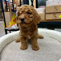 پودل ردودارک ردفرفری