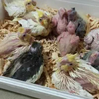 عروس هلندی دستی سرلاکی