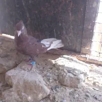 کفتر بهبهانی نر|پرنده|شیراز, کفترک|دیوار