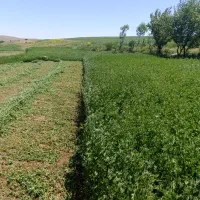 یونجه کوبیده داخل گونی