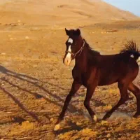 اسب نریان|اسب و تجهیزات اسب‌سواری|اردبیل, |دیوار