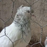 کله ای خوشگل