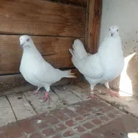 کله خالدار پرشی