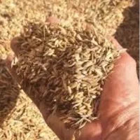 فروش بذر چلتوک درجه یک رقم فجر عنبر بو نوک سوزی