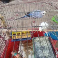 مرغ عشق معاوزه با کفتر