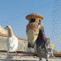 هفرنگ پرنده|پرنده|قزوین, |دیوار