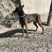 سگ مالینویز اصل|سگ|آزادشهر, |دیوار