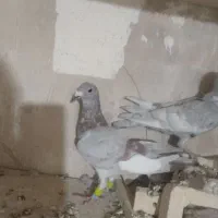 کبوتر صید|پرنده|تربت‌حیدریه, مسجد جامع|دیوار