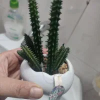 گل مصنوعی|گل مصنوعی|ایلخچی, |دیوار