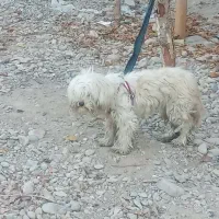 سگ پا کوتاه ماده|سگ|پیشوا, |دیوار