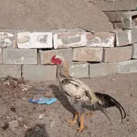 خروس لاری|حیوانات مزرعه|ملکان, |دیوار