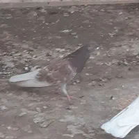 کبوترنرکاشونی