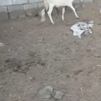 گاو گوساله المانی