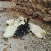 اردک اسرائیلی