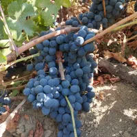 فروش نهال یک ساله|خدمات باغبانی و درختکاری|خاو و میرآباد, |دیوار