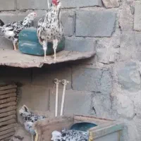 تخم مرغ گلین وخروس گلین