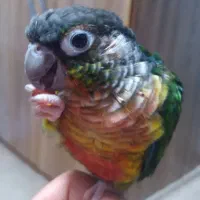 گرینچیک سخنگو کاملا رام ودستی رقاص ۸ماهه|پرنده|ساری, |دیوار