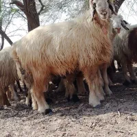 غوچ ۲رون سرحال بر ده