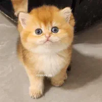 بچه گربه های بریتیش و اسکاتیش شیراز