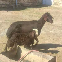 گوسفندمیس|حیوانات مزرعه|سلطانیه, |دیوار