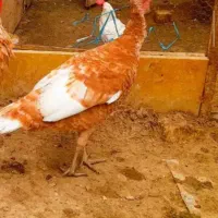 سه عدد بوقلمون بوربون ماده درجه یک معاوضه با سگ