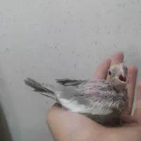 جوجه عروس هلندی|پرنده|اسلام‌شهر, مسکن مهر اسلاشهر (شهرک امام خمینی)|دیوار