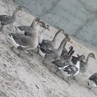 غاز و قوغاز|حیوانات مزرعه|سرعین, |دیوار