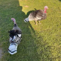 بوقلمون نرمحلی